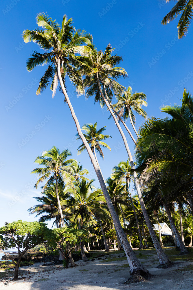 Cocunut palm tree with deep blue sky