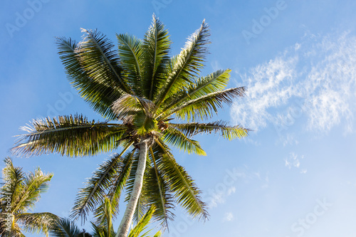 Tree top of cocunut palm tree