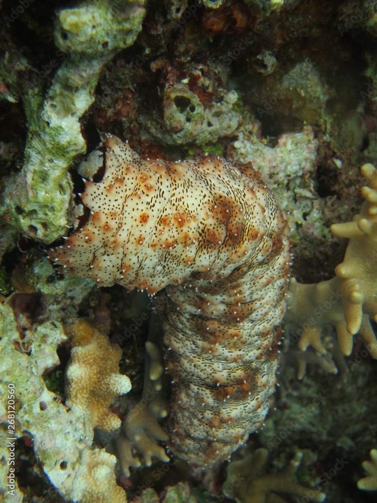 Corales en wakatobi