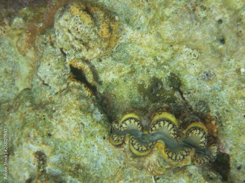 Corales en wakatobi