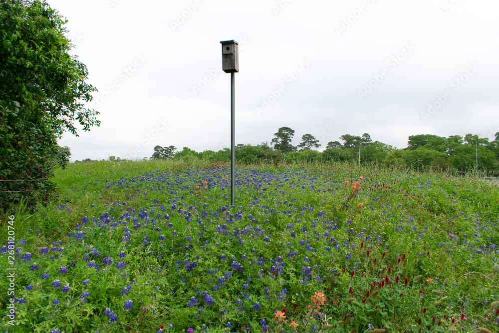 Texas bluebonnets in the Hill Country during Spring Texas bluebonnets in the Hill Country during Spring