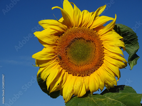 Sonnenblumen. Eine sch  ne Nutzpflanze  liefert   l und Anflugsziel vieler Insekten