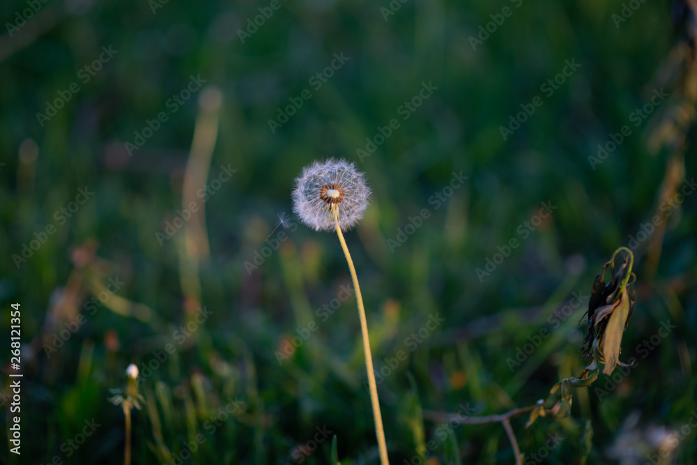 dandelion in the grass dandelion in the grass