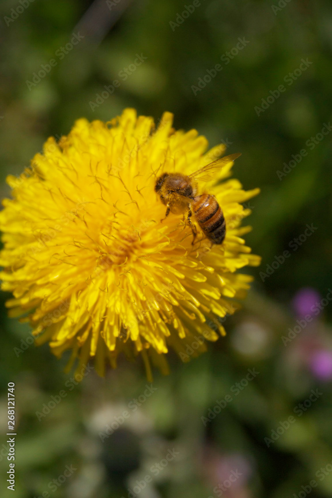 Honey bee on yellow Dandelion flower in the meadow Honey bee on yellow Dandelion flower in the meadow