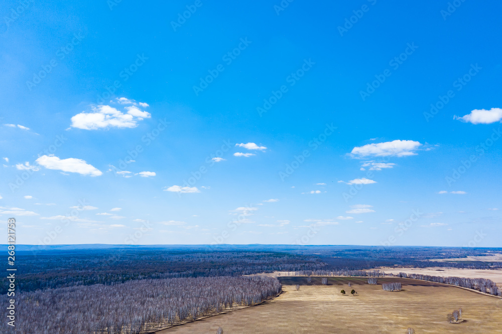 Aerial view of a forest with white birches without leaves, coniferous green trees in the distance and a field for planting agricultural plants of a yellow color from a weeding trace