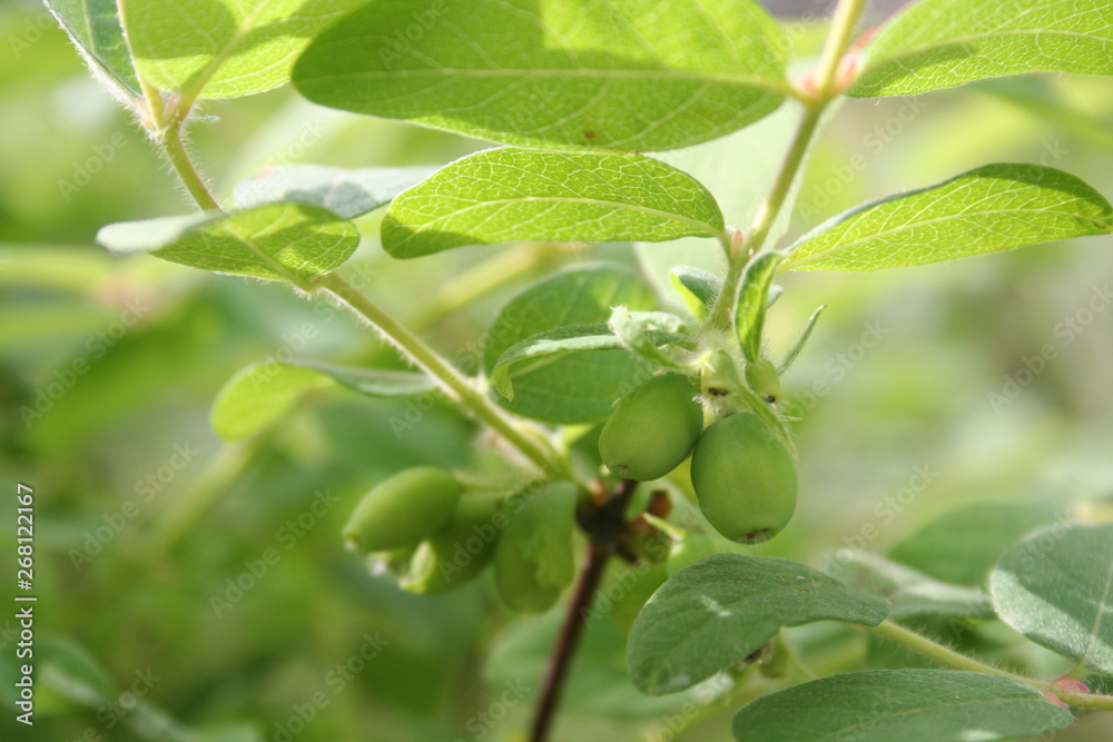 Lonicera Caerulea Kamtschatica branch with unripe green fruits. Blueberry bush in springtime Lonicera Caerulea Kamtschatica branch with unripe green fruits. Blueberry bush in springtime