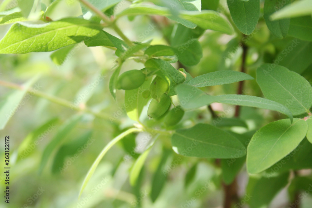 Lonicera Caerulea Kamtschatica branch with unripe green fruits. Blueberry bush in springtime Lonicera Caerulea Kamtschatica branch with unripe green fruits. Blueberry bush in springtime