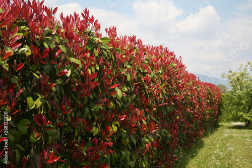 Red Robin Photinia hedge in springtime on a sunny day.  Photinia x fraseri in the garden