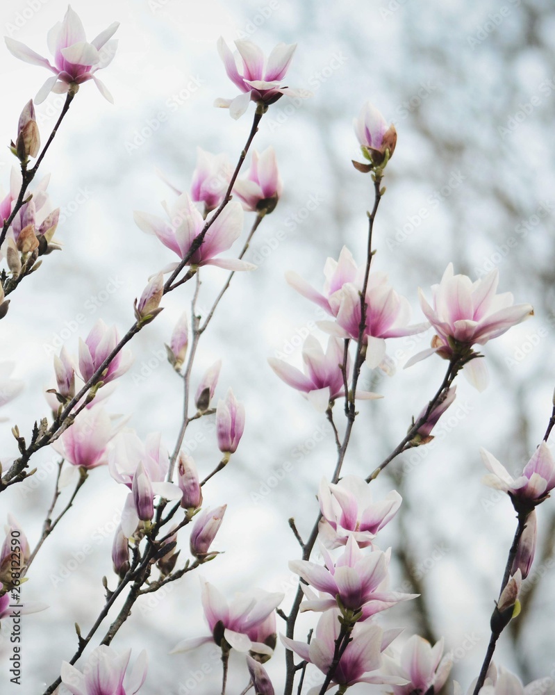 Pink Magnolia flower branches close-up during Spring. Soft focus, bokeh and blur in the back