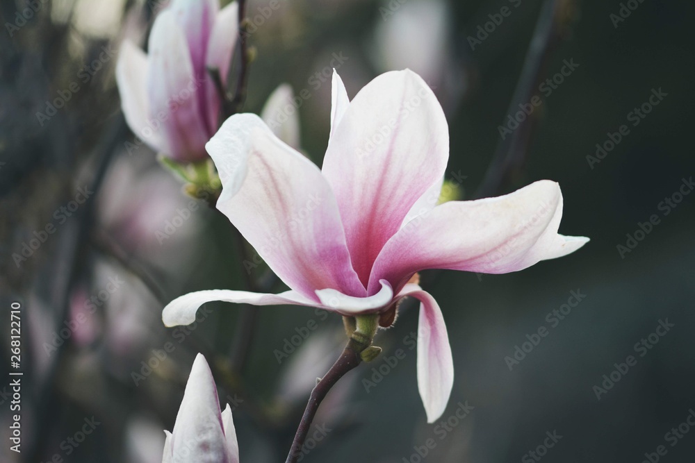 Pink Magnolia macro flower during Spring. Soft focus, bokeh and blur in the back. Pink Magnolia macro flower during Spring. Soft focus, bokeh and blur in the back.
