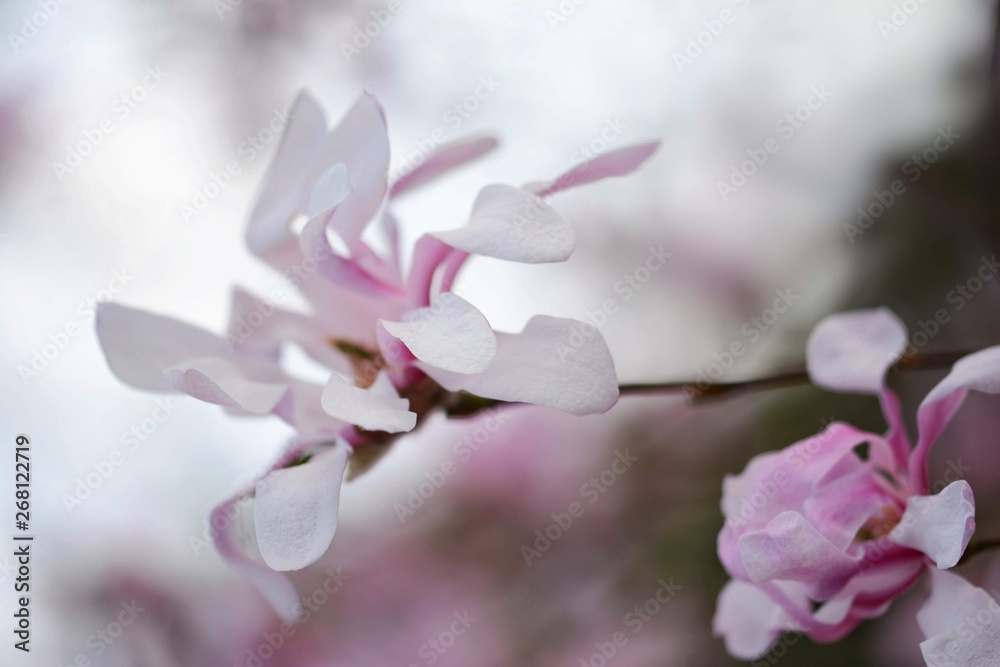 Pink Magnolia macro flower during Spring. Soft focus, bokeh and blur in the back. Pink Magnolia macro flower during Spring. Soft focus, bokeh and blur in the back.