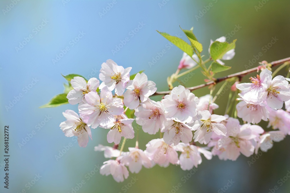 Close-up of pinkJapan cherry (Sakura) flowering branch. Soft focus and blur, shallow depth of field. Green and light blue soft bokeh background