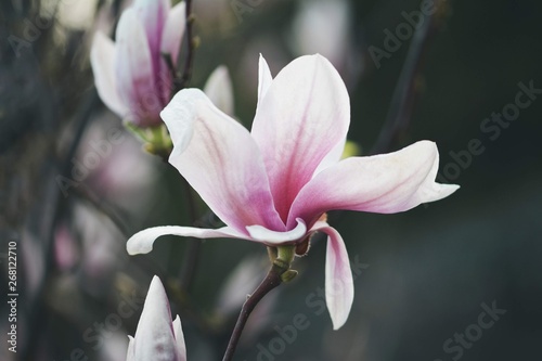 Pink Magnolia macro flower during Spring. Soft focus, bokeh and blur in the back. 