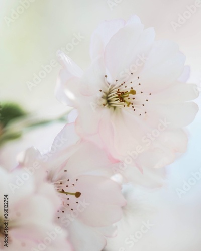 Macro of white Japan cherry  Sakura  flowers. Soft focus and blur  shallow depth of field