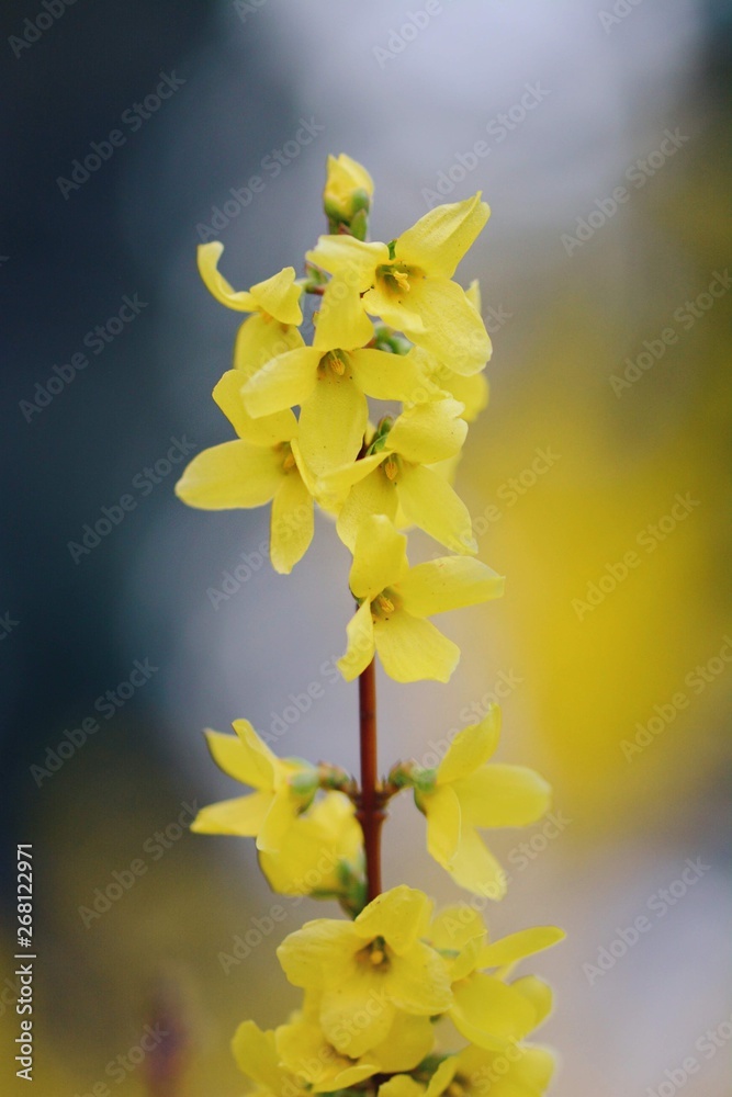 Macro of yellow Forsythia (Easter tree). Soft, blurred background with dark spots