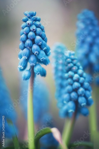 Blue Muscari (Grape hyacinth) flowers in a meadow. Bokeh and blur in the back. Shalow depth of field