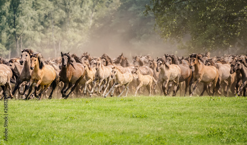 Photography Herd of Duelmen ponies with foals running at a gallop, a native horse breed live