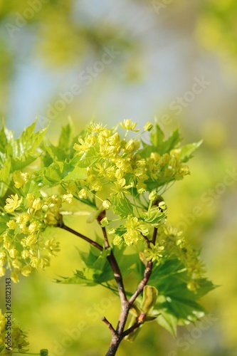 Macro of Maple leaves and flowers. Yellow and green colors. Soft focus, bokeh