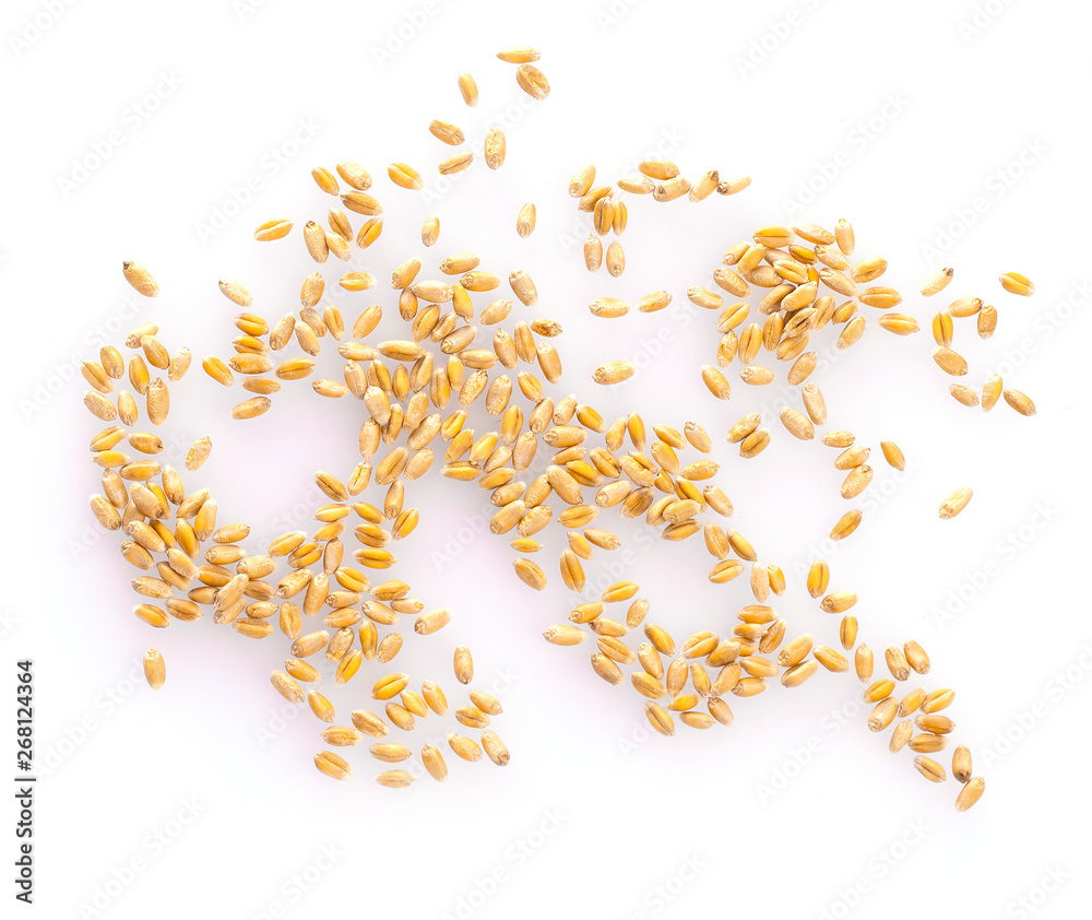 The wheat grains isolated on white background. top view