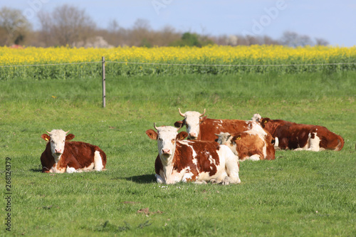 Herd of cows on beautiful rural animal farm grazing on green grass meadow.