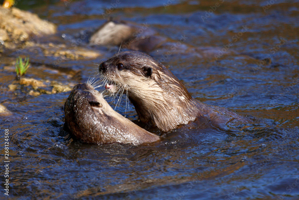 Fototapeta premium fish otters