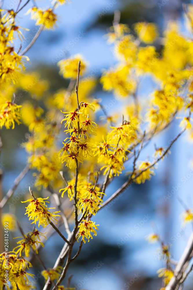 Japanese witch hazel Japanese witch hazel