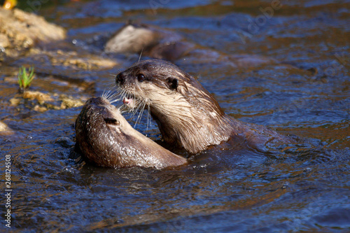 fish otters
