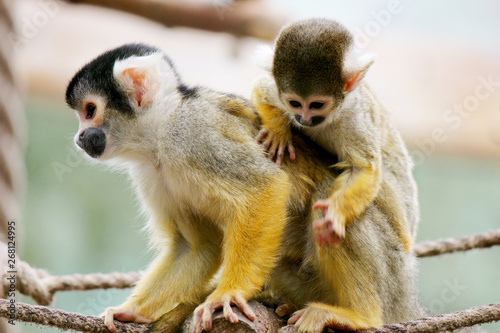 Squirrel monkey mother with her child