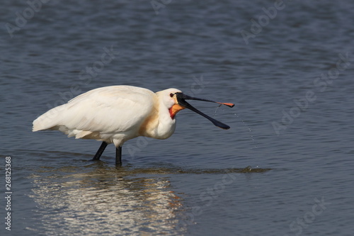 Eurasian or common spoonbill in nature Island Texel,Holland photo