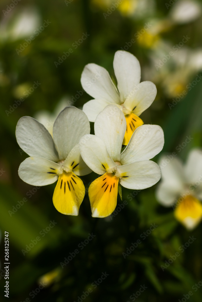 Fototapeta premium Yellow and white pansies flower close up