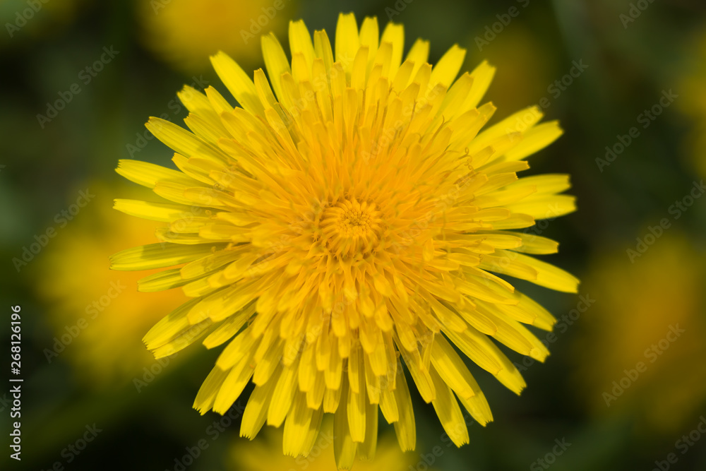 Obraz premium blooming yellow dandelion on green meadow closeup