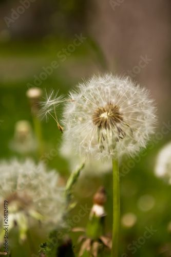 Dandelion on green background © decorator