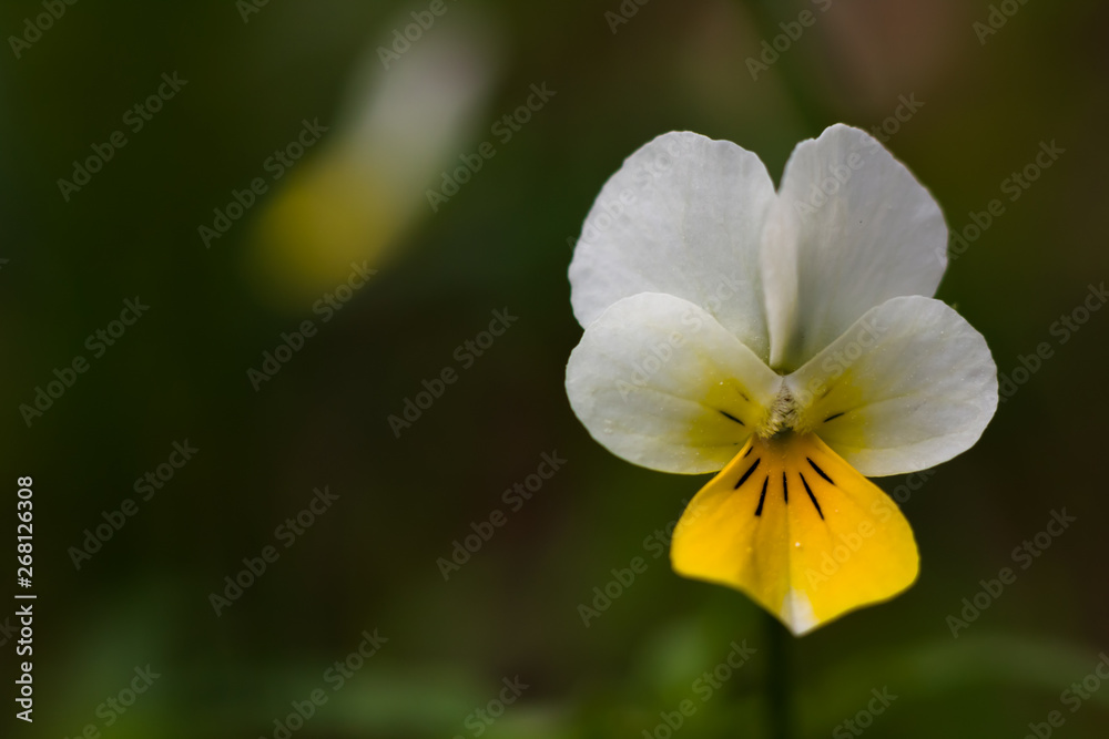 Yellow and white pansy flower close up