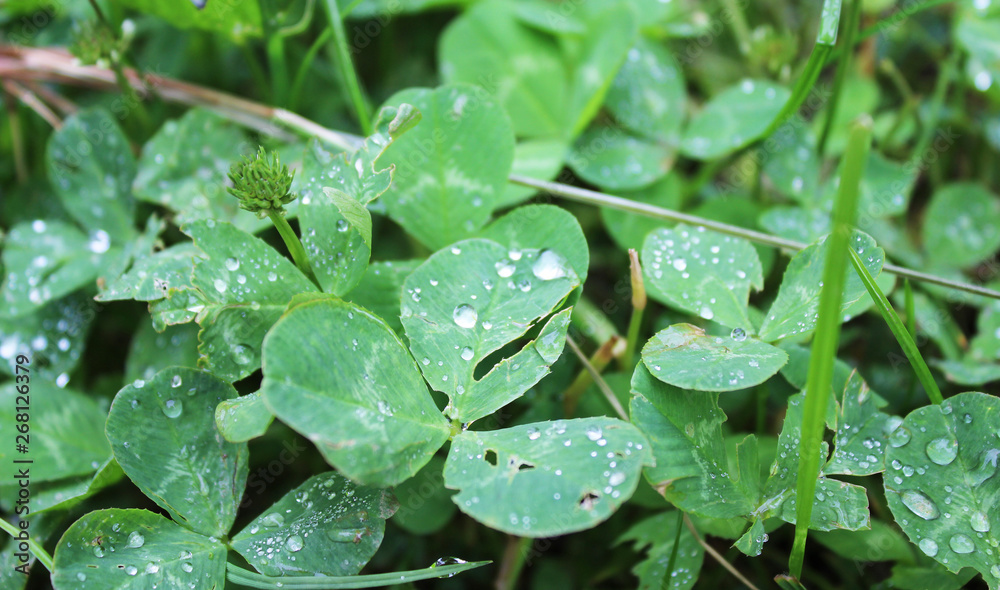 Dew, rain drops, droplets on leaves of Trifolium common Clover green plant, macro photography Dew, rain drops, droplets on leaves of Trifolium common Clover green plant, macro photography