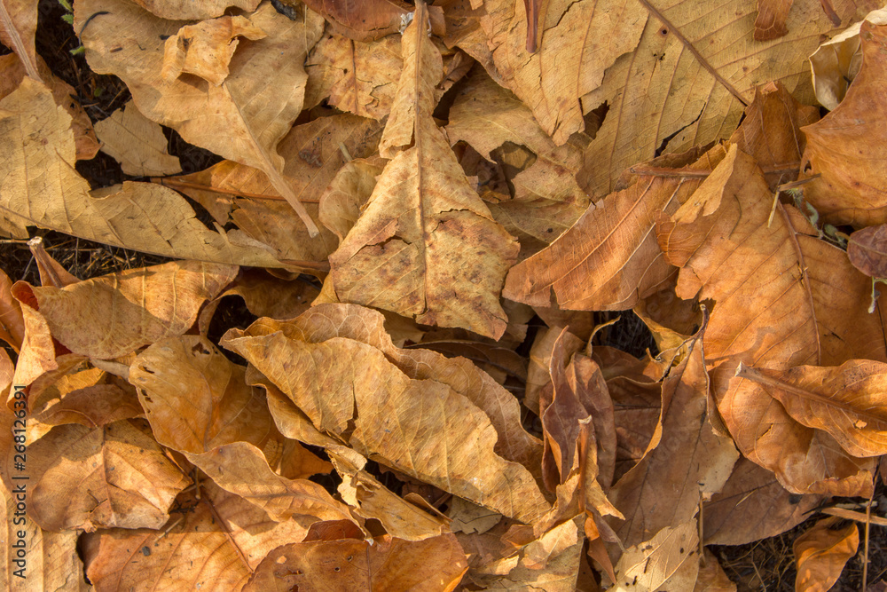 gray yellow broken dry autumn leaves on the grass. natural surface texture