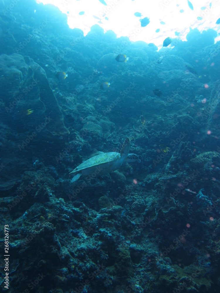 Obraz premium Tortuga marina nadando