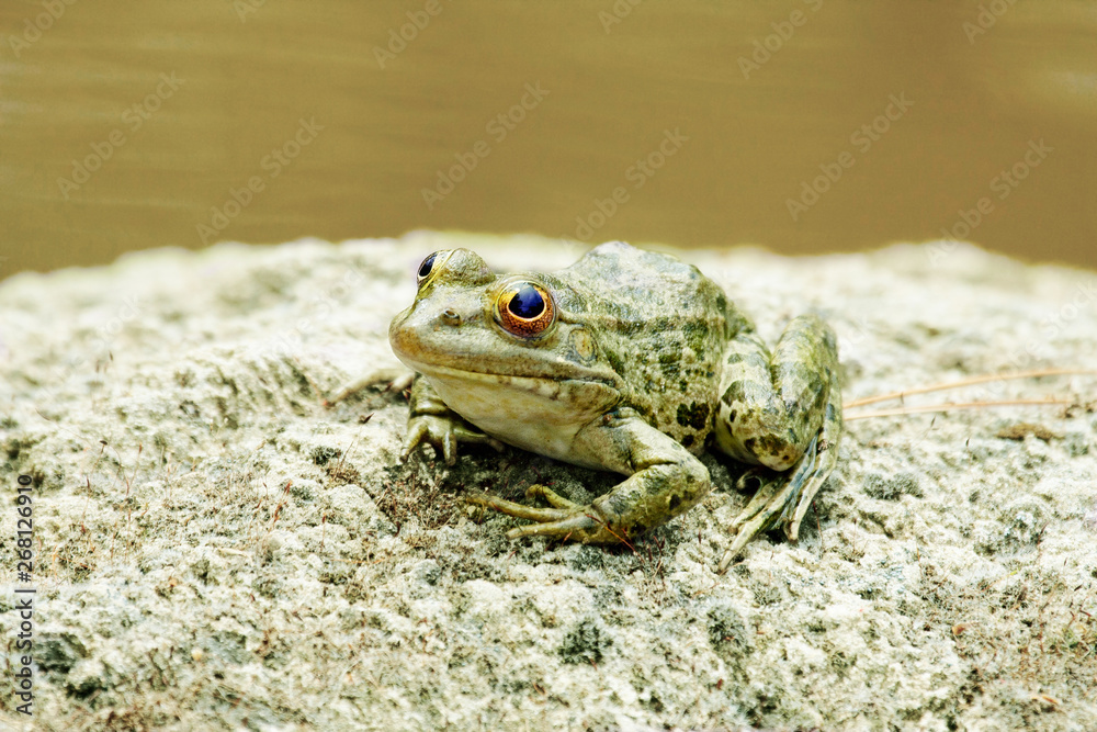 Fototapeta premium green water frog