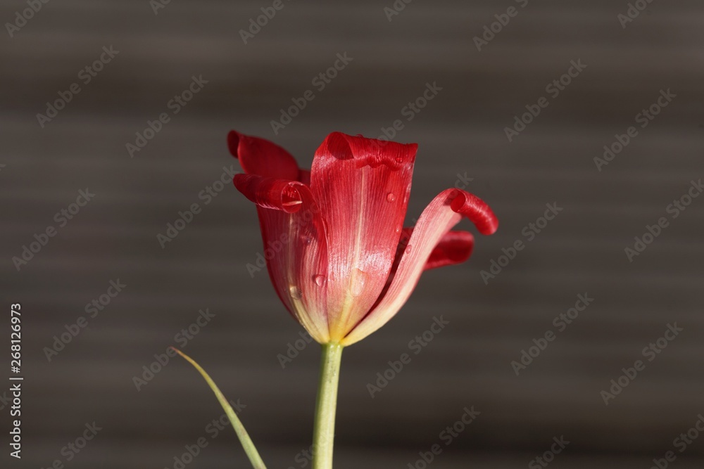 Petal of a flax-leaved tulip, Tulipa linifolia