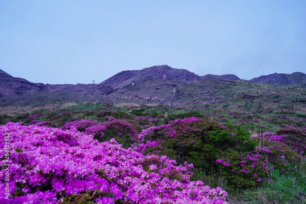ミヤマキリシマの花が満開の阿蘇中岳の風景