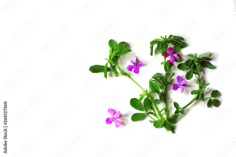 A small bouquet of wildflowers isolated background