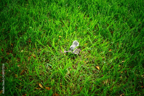 dead body of a burd on grasses