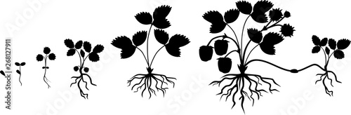 Life cycle of strawberry isolated on white background. Plant growth stage from seed to strawberry plant with ripe berries