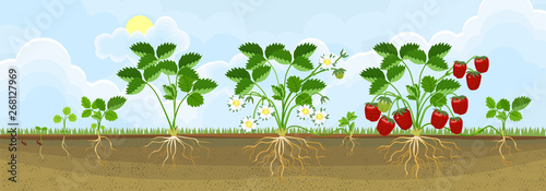 Life cycle of strawberry. Plant growth stage from seed to strawberry plant with ripe red berries in garden
