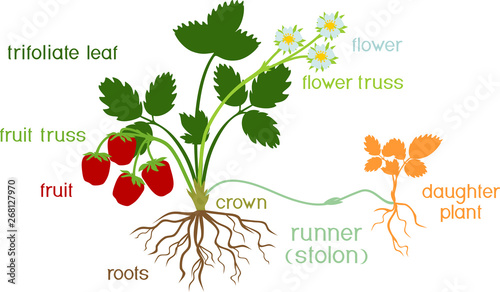 Parts of plant. Morphology of garden strawberry plant with roots, flowers, fruits, daughter plant and titles isolated on white background