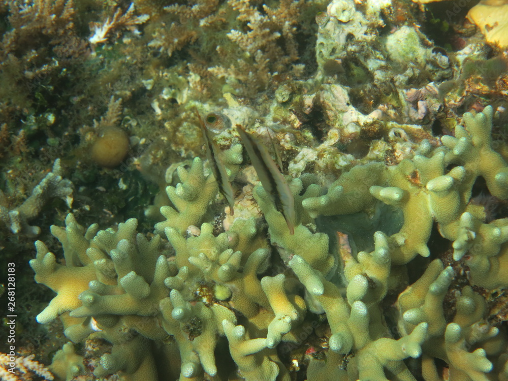 Naklejka premium Arrecife de coral