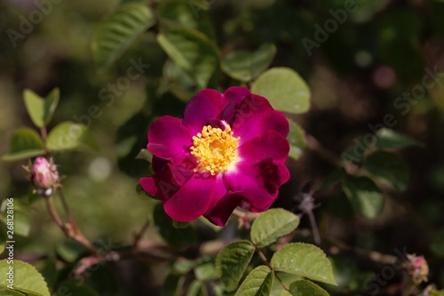 Flower of a purble Rosa violacea