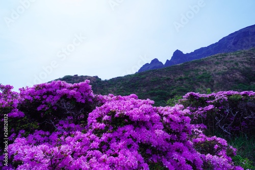 ミヤマキリシマの花が満開の阿蘇中岳の風景