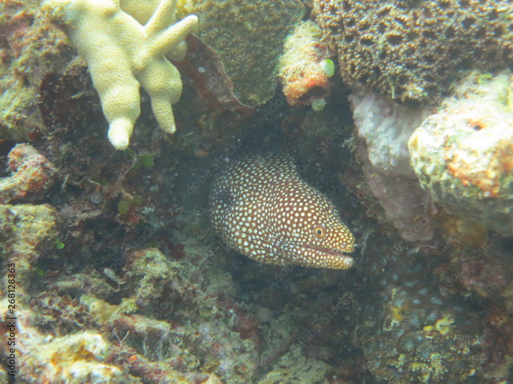 Fototapeta premium Arrecife de coral