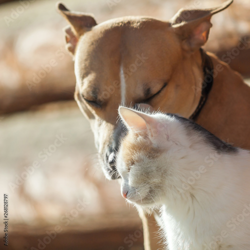 Dog and cat playing together