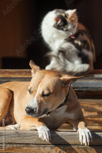 The dog lies on the steps of near cat